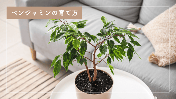 初心者でも安心！ベンジャミンの上手な育て方 – 自然暮らし