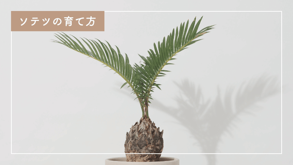 室内で楽しむソテツの育て方｜ポイントや注意点を解説 – 自然暮らし