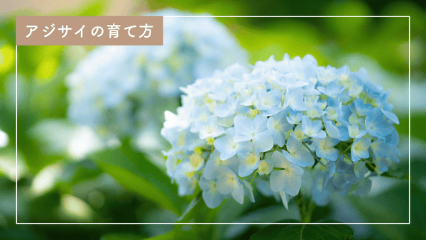 紫陽花来季用　お問い合わせ育成苗【途中経過】 楽天市場】【屋外管理苗】アジサイ（紫陽花・あじさい） おはよう 4号