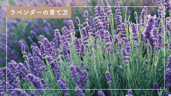 失敗しないラベンダーの育て方｜環境別の育成ポイント – 自然暮らし