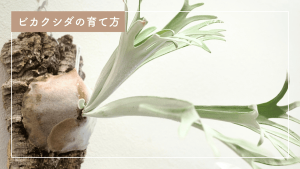 ビカクシダの育て方｜初心者が押さえたい育成や肥料のポイント