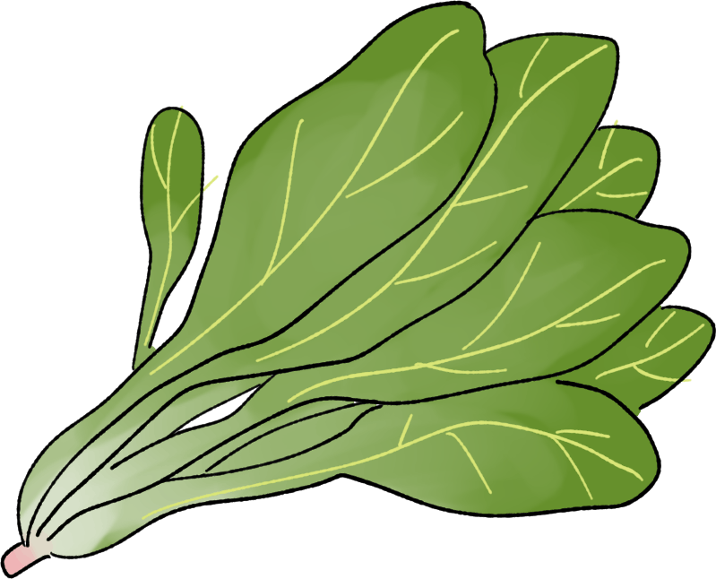 ホウレンソウの育て方｜プランター栽培、肥料の与え方も解説