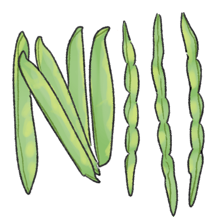 インゲン（ツルあり）の育て方｜プランター栽培、肥料の与え方も解説