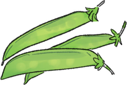 サヤエンドウの栽培方法