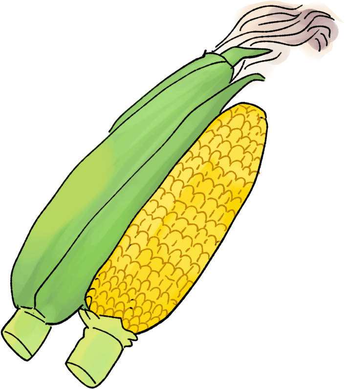 スイートコーン（トウモロコシ）の栽培方法