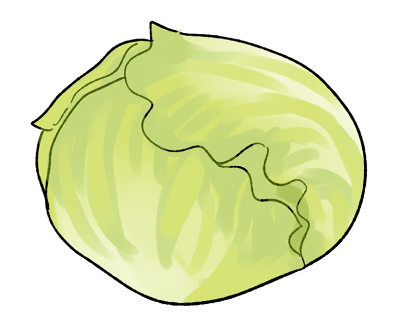 玉レタスの栽培方法