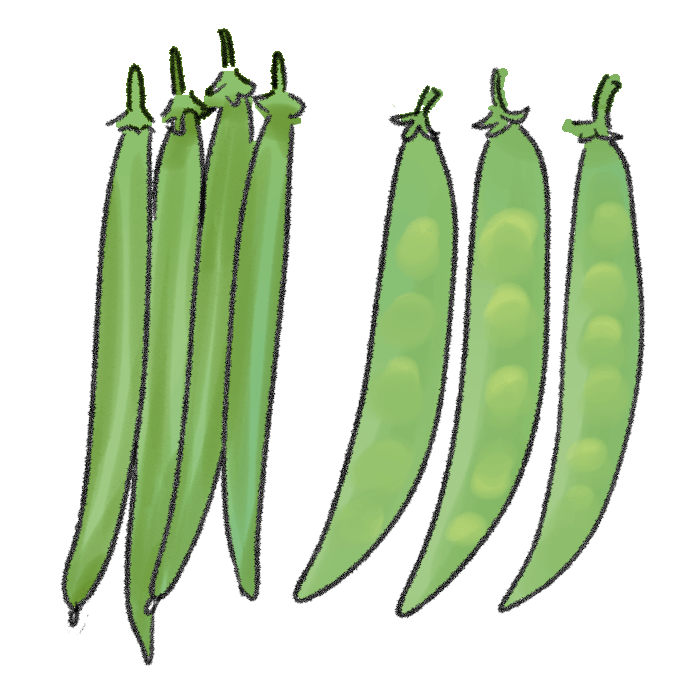 蔓無インゲンの栽培方法