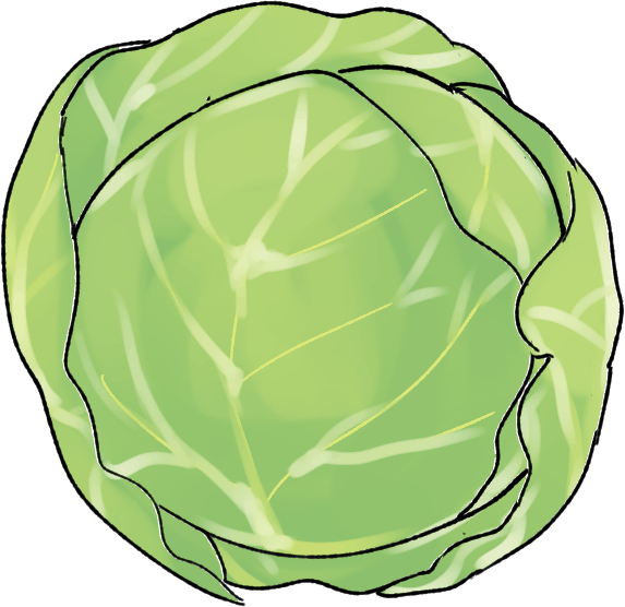 キャベツの育て方｜プランター栽培、肥料の与え方も解説