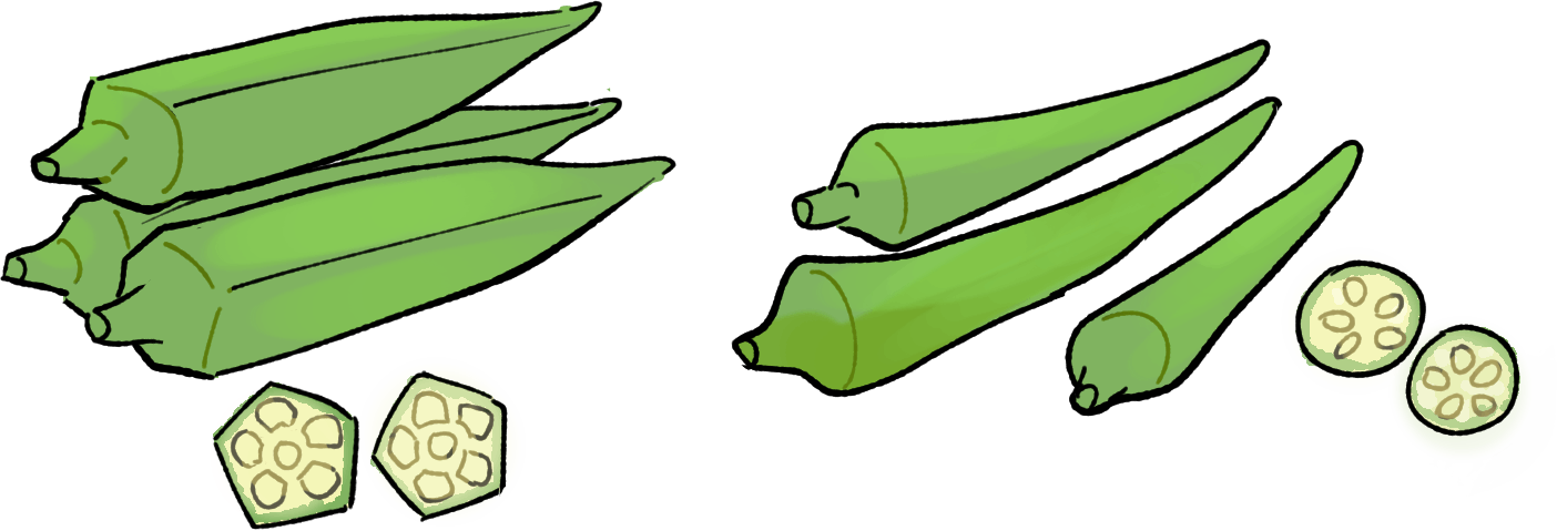 オクラの育て方｜プランター栽培、肥料の与え方も解説