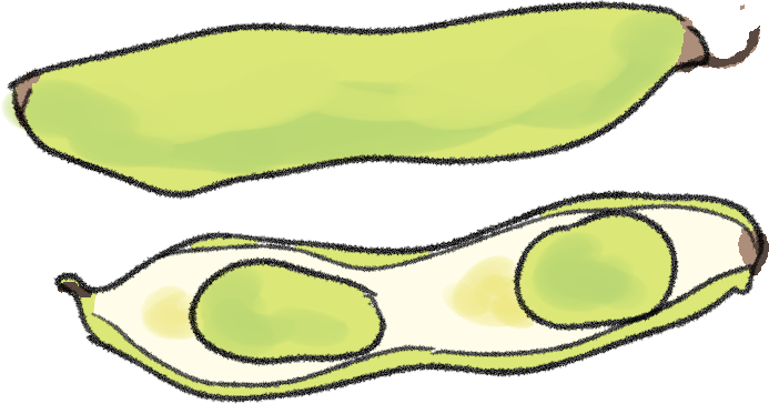 ソラマメの栽培方法