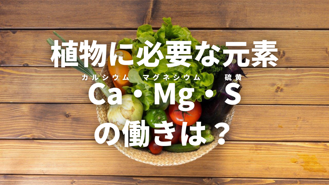植物に必要な元素、Ca（カルシウム）Mg（マグネシウム）S（硫黄）の働きは？
