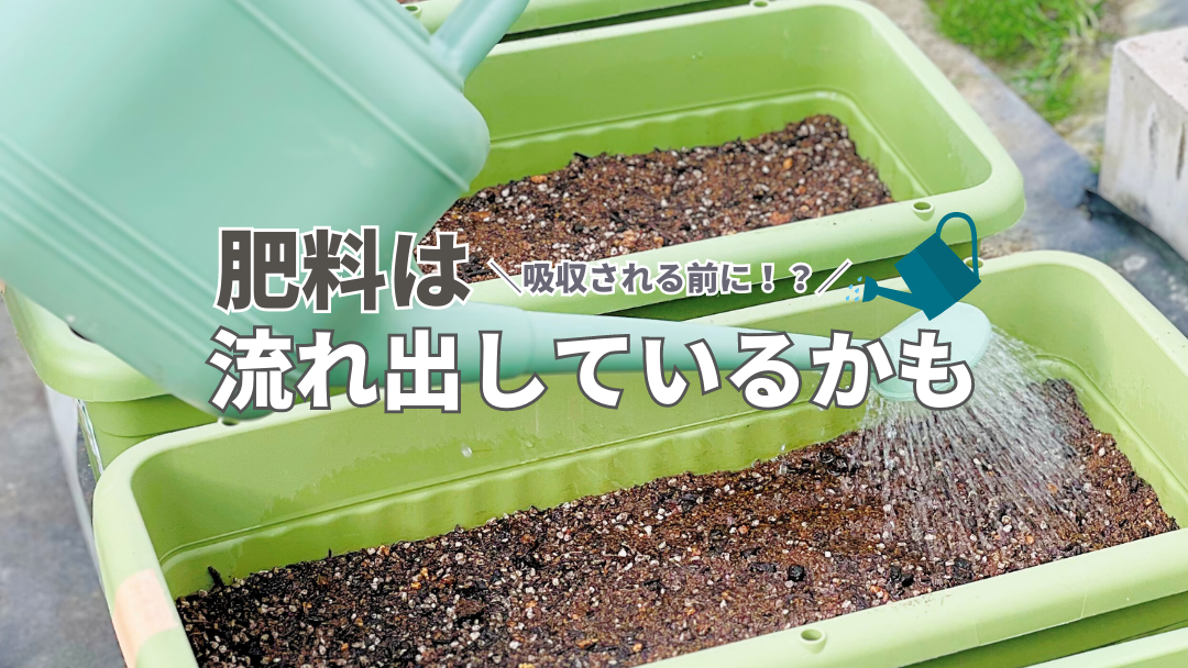 肥料は吸収される前に流れ出しているかも