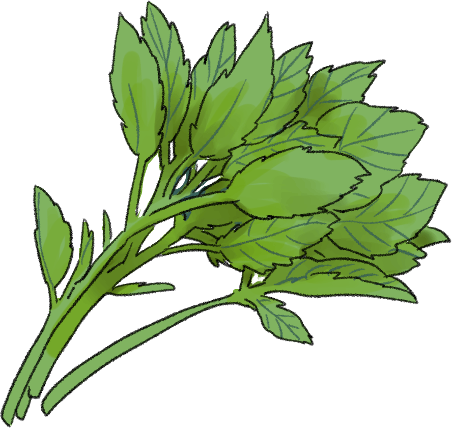 モロヘイヤの栽培法