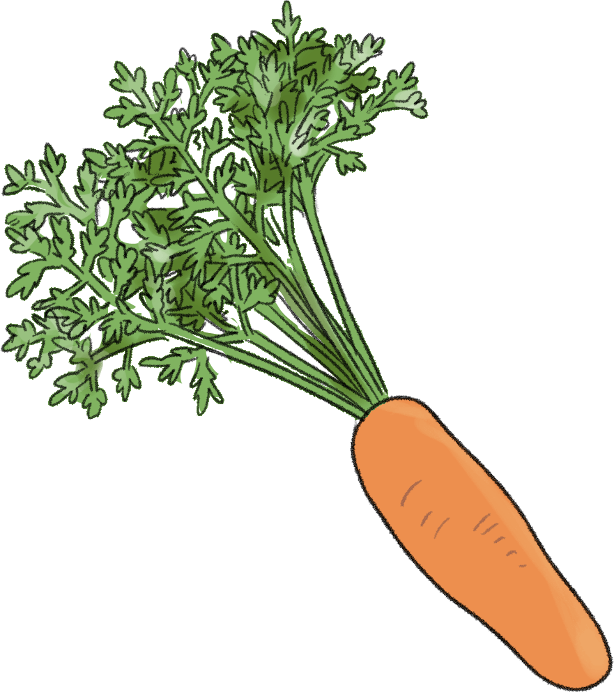 ニンジンの栽培方法