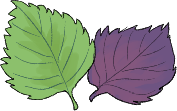 シソ（青じそ、赤しそ）の栽培方法