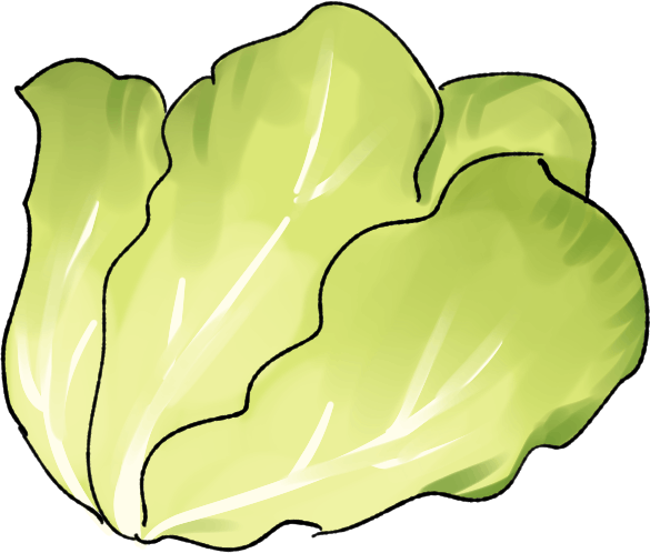 リーフレタスの栽培方法