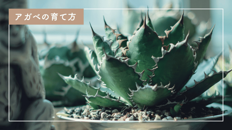 アガベ（リュウゼツラン）の育て方｜美しく丈夫な株にするための水やり管理と肥料の与え方
