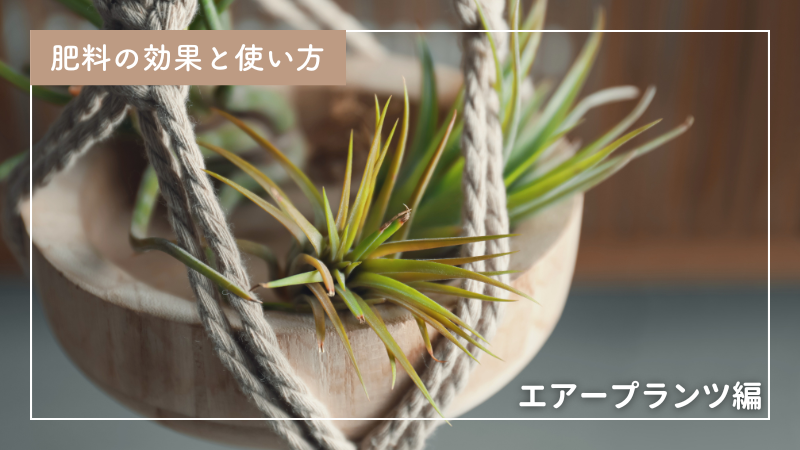 エアープランツ（チランジア）を美しく育てるための肥料の与え方