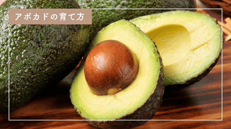 アボカドの育て方：収穫までのポイントや水栽培も