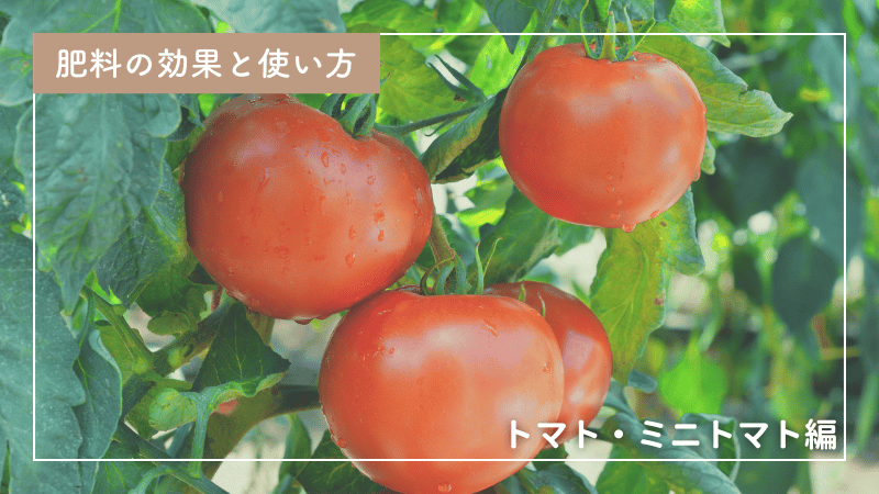 トマト・ミニトマトの肥料の効果と使い方｜畑＆プランター栽培