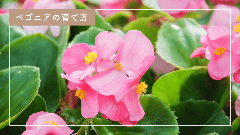 初心者でもできる！ベゴニアの育て方｜プランター・鉢植えの方法も