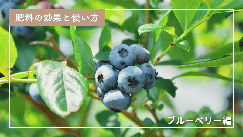 ブルーベリー栽培のための肥料マニュアル｜最適な施肥時期と方法