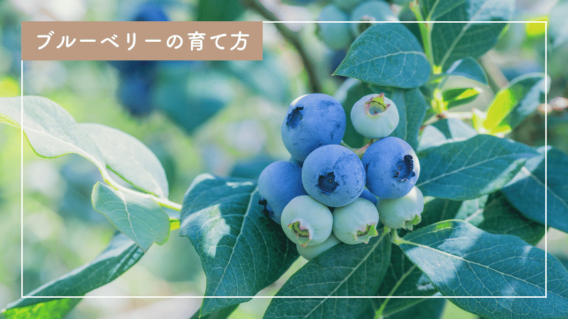 失敗しないブルーベリーの育て方｜栽培ポイントを徹底解説