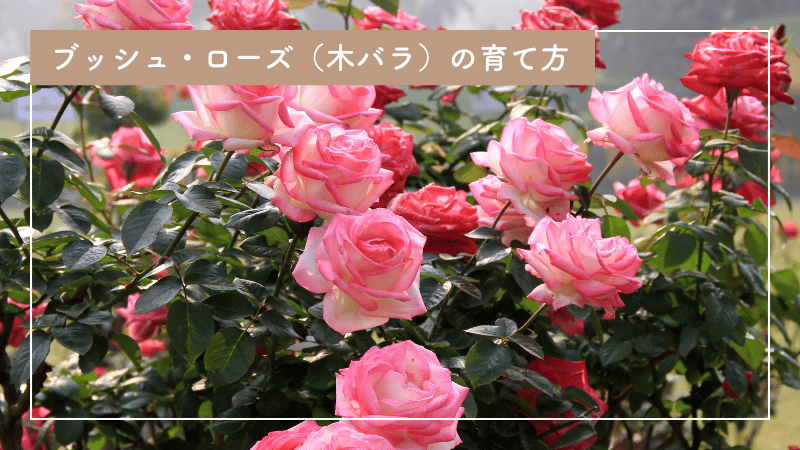 初心者でも育てられる！木立ち性バラ（ブッシュ・ローズ）の育て方