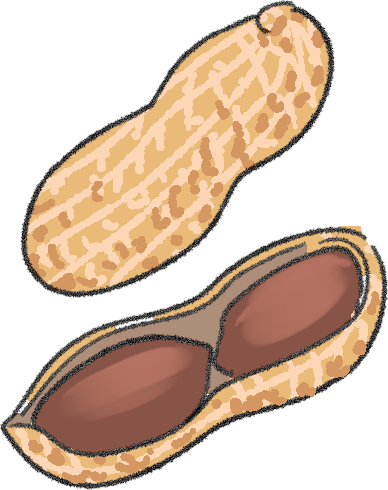 落花生の栽培方法