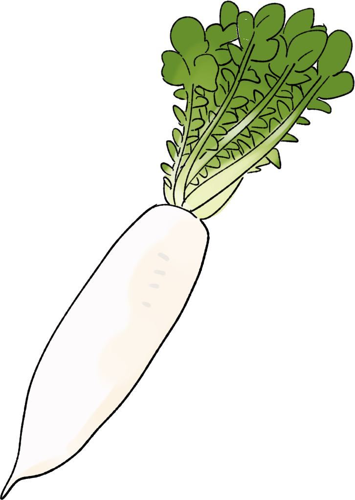 大根（ダイコン）の育て方｜プランター栽培、肥料の与え方も解説