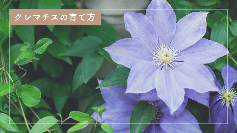 クレマチスの育て方｜基本からワンステップ上のテクニックまで