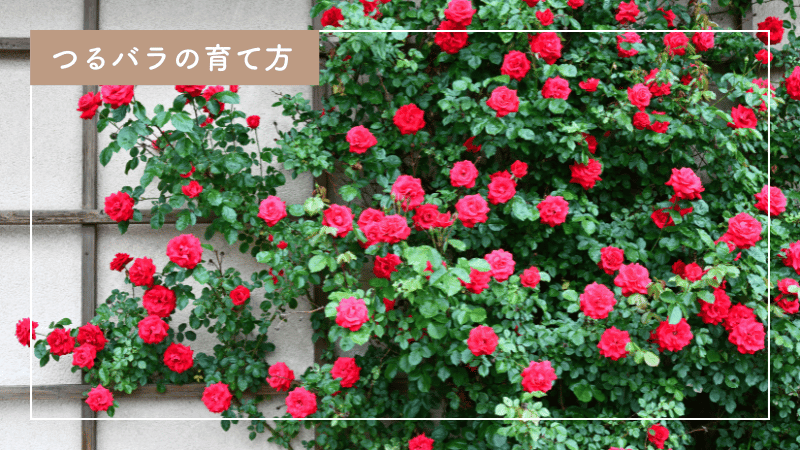 つるバラの育て方|美しくそだてるための剪定や肥料の与え方