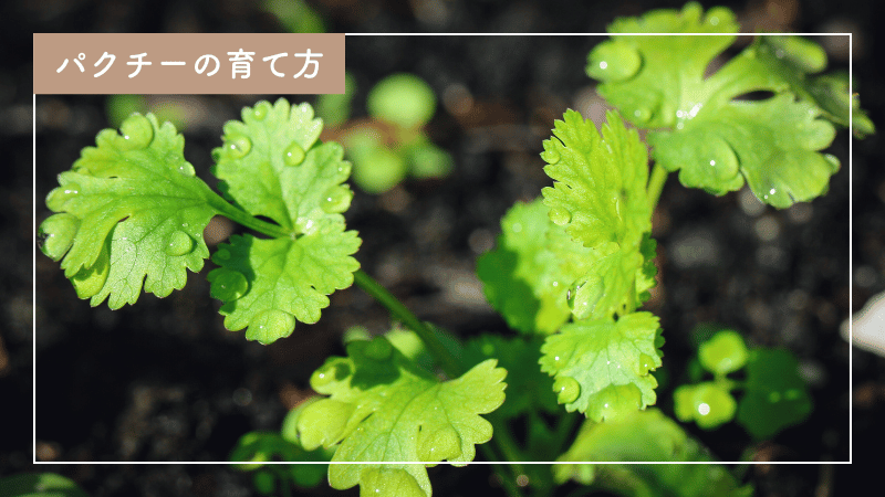 美味しいパクチーの育て方｜育てるコツとポイント