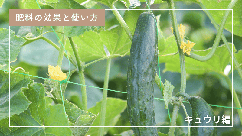 キュウリへの肥料の与え方｜プランター栽培、追肥のタイミングも