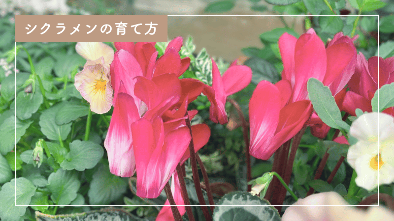 失敗しないシクラメンの育て方｜鉢植えから室内での管理まで