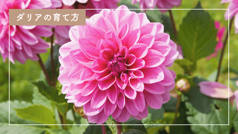 dahliaの育て方