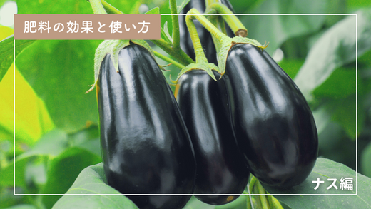 ナス栽培に最適な肥料の種類と与え方＆過不足の見極め方