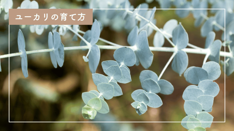 初心者でも安心！ユーカリの育て方｜最適な環境や肥料