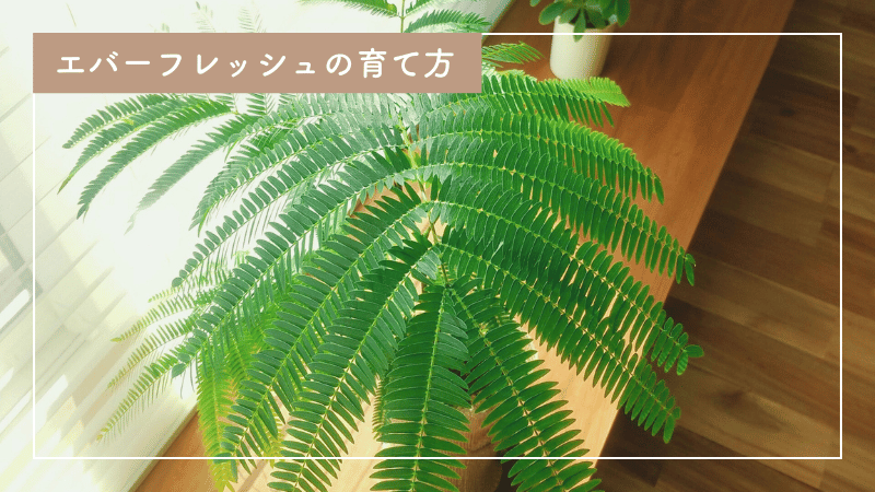 エバーフレッシュ育て方マニュアル｜水やりの頻度や肥料の与え方を詳しく紹介