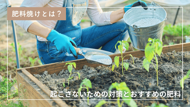 肥料焼けとは？起こさないための対策とおすすめの肥料
