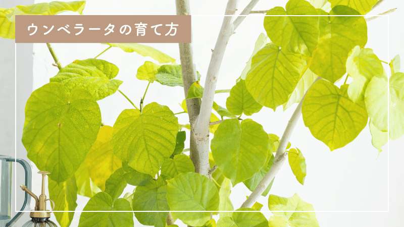 ウンベラータの育て方｜初心者にもおすすめ 水やり・植え替え・剪定のコツ