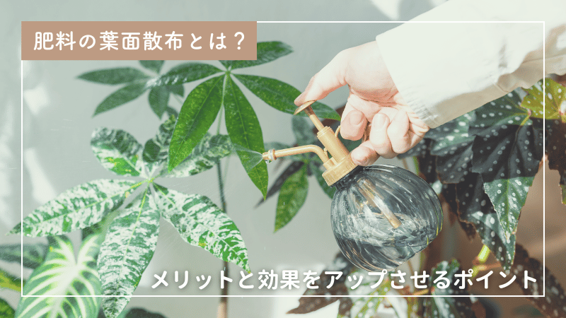 肥料の葉面散布とは？メリットと効果をアップさせるポイント