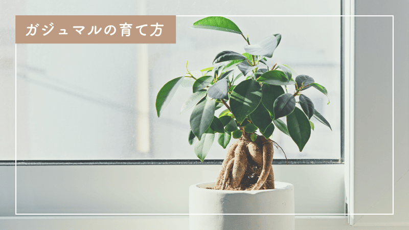 ガジュマルの手入れと育て方｜おすすめの肥料と与え方もご紹介