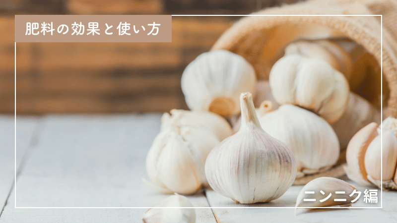 ニンニク栽培に適した肥料の種類・与え方を分かりやすく解説