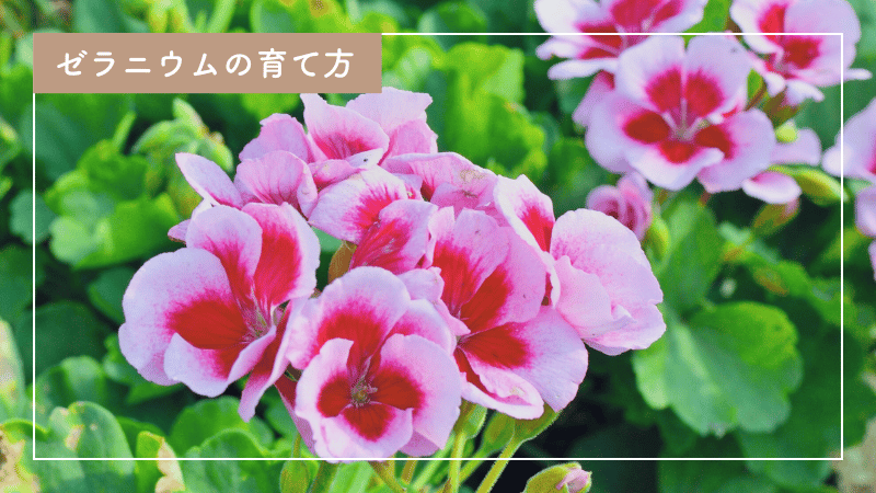 美しいゼラニウムの育て方｜水やりのポイントからおすすめの肥料まで