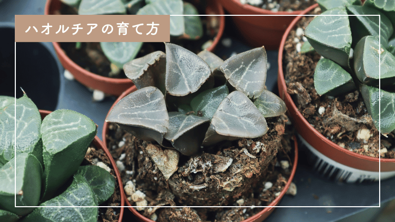 初心者必見！ハオルチアの育て方とお手入れ方法を徹底解説
