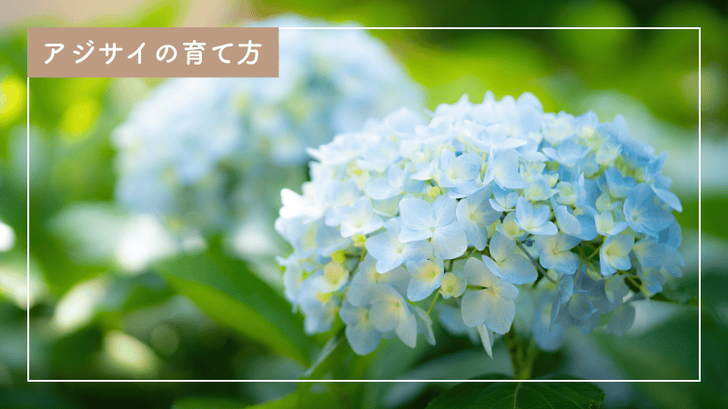 失敗しないアジサイ(紫陽花)の育て方｜肥料と剪定のコツ