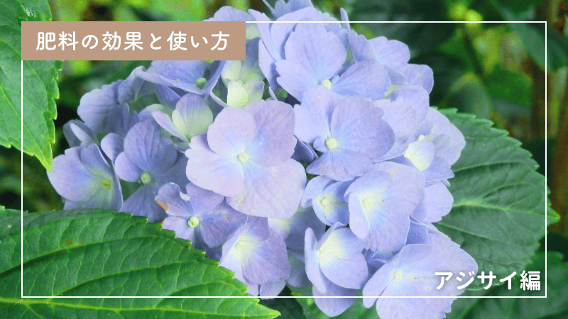アジサイ初心者のための肥料マニュアル｜時期や種類