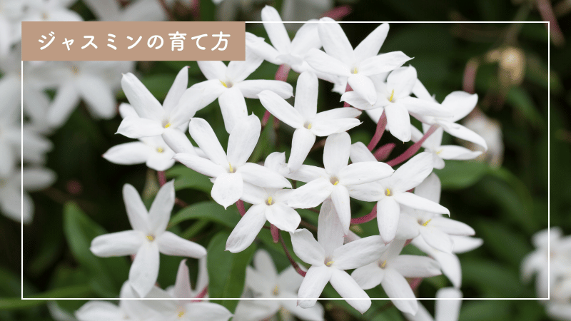 初心者にもできる！ジャスミンの育て方｜剪定方法や肥料の与え方も