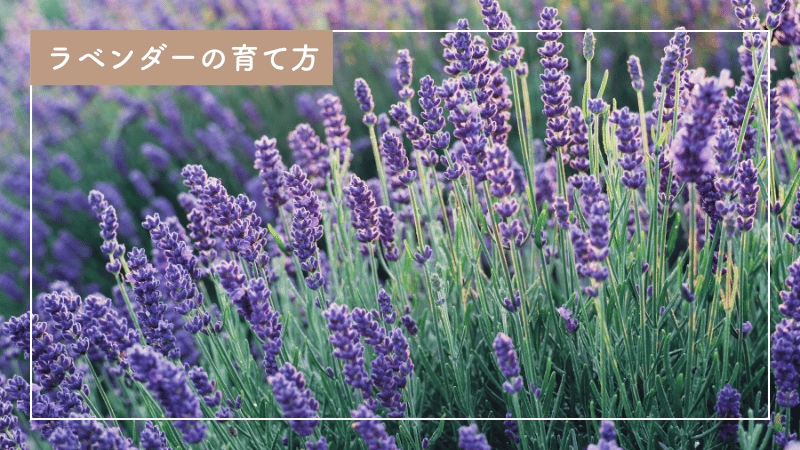 失敗しないラベンダーの育て方｜環境別の育成ポイント